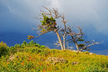 Storm light on windswept trees in Glacier National Park.