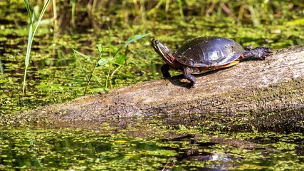 Midland Painted Turtle (Chrysemys picta marginata) Basking on a Log Surrounded by Lily Pads in...