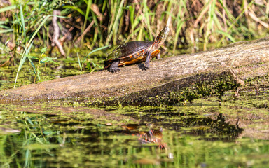 Midland Painted Turtle (Chrysemys picta marginata) Basking on a Log Surrounded by Lily Pads in Michigan.