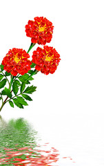 Fototapeta premium Marigold flowers isolated on white background