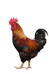 Beautiful rooster isolated on white background