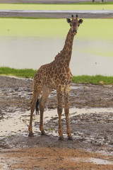 Giraffe