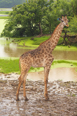 Giraffe