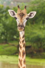 Obraz premium Giraffe