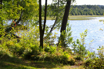The forest on the lake.