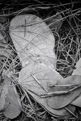 Dried leaves