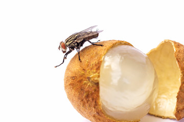 A longan with fly