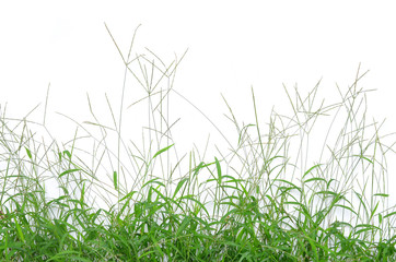 The grass isolated on white