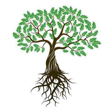 Vector Color Oak Tree with green Leafs and Roots.