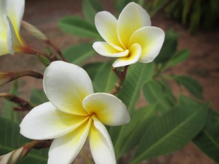 Obraz premium White frangipani flower on tree