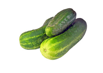 Fresh green cucumber gherkin, isolated on a white background