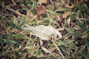 Dead fish