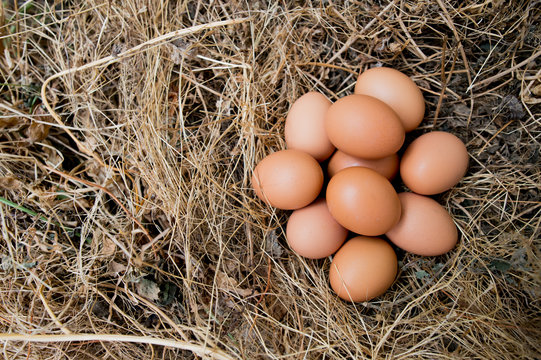Chicken eggs in the grass dry