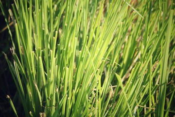 Fototapeta na wymiar Vetiver grass