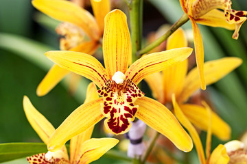 Orchids