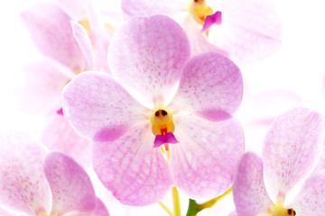 Orchids