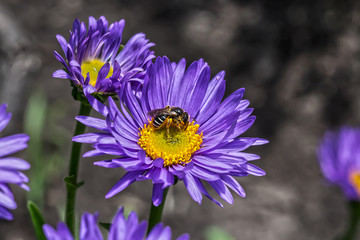 Астра альпийская (Aster alpinus). Пчела собирает нектар с цветущей Астры