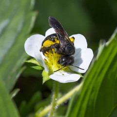 Пчела (Anthophila) на цветке садовой земляники