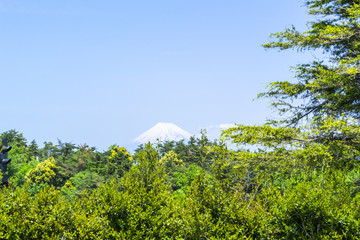 Obraz premium 新緑の森と富士山／虹の郷から望む富士