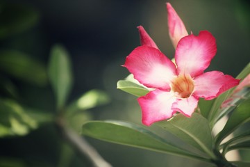 Vintage impala lily flower