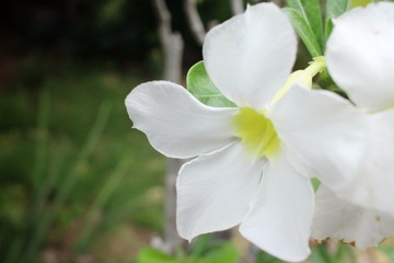 Vintage impala lily flower