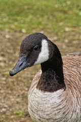 Profile portrait of a Canada Goose. 
