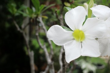 Obraz premium Vintage impala lily flower