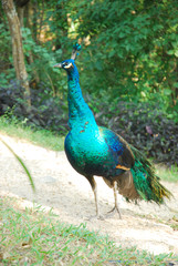 Obraz premium peacock
