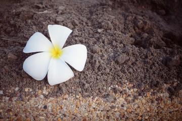 White frangipani flower