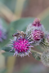 Flower burdock