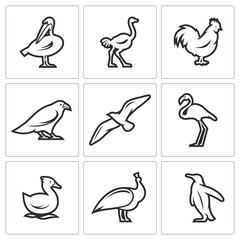Birds icon set