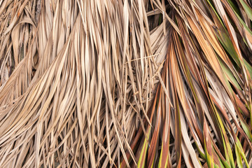 Abstract old leaf summer closeup texture background