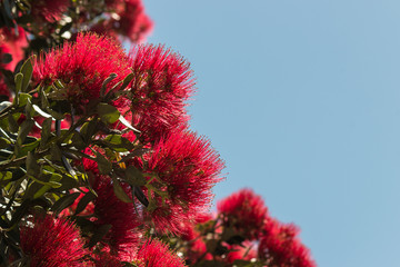 Metrosideros excelsa tree flowers in bloom