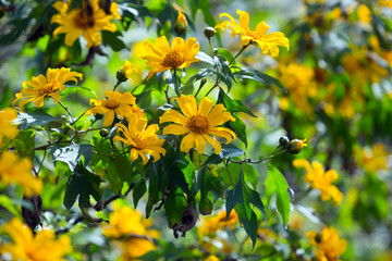 Mexican sunflower or Tithonia diversifolia 
