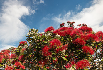 pohutukawa red flowers with copy space