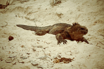 beautiful iguana resting in the beach santa cruz galapagos
