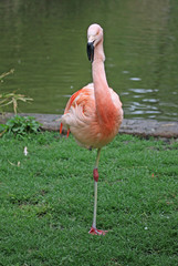 A flamingo standing near a pond
