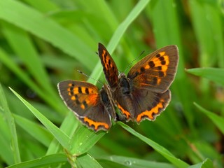 butterfly coupling