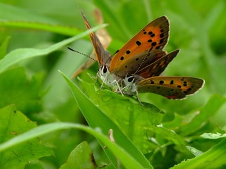 butterfly coupling #2