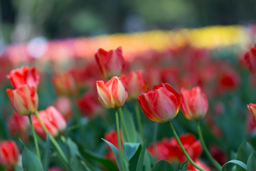 Tulips in the flower garden
