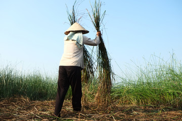 Vietnam farmers harvesting sedge on there field in Thanh hoa on August 23, 2015. Weaving sedge mat is a traditional craft of the people in NgaSon, ThanHoa, Vietnam.
