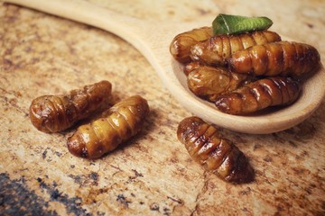 Silkworm pupae