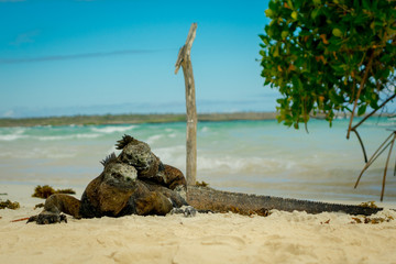 beautiful iguana resting in the beach santa cruz galapagos