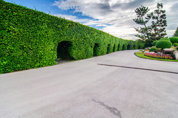 Landscaping trimmed trees in public park, Bangkok