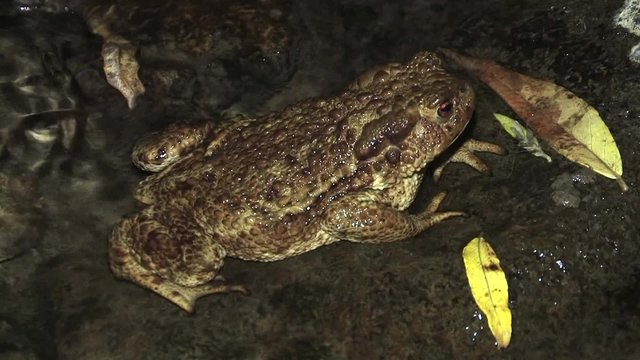 Toad in the water at night