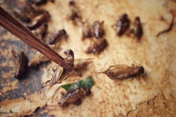 Fried insect