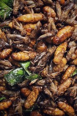 Fried insect