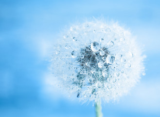 dandelion macro