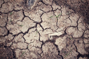 Cracked dry soil