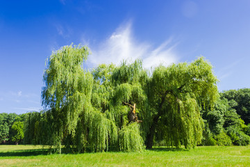 Fototapeta premium Old solitary willow in the park